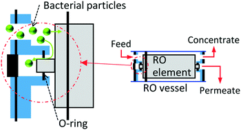 Graphical abstract: Integrity of reverse osmosis membrane for removing bacteria: new insight into bacterial passage