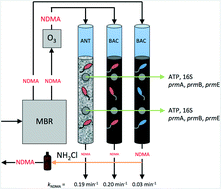 Graphical abstract: N-Nitrosodimethylamine (NDMA) formation and mitigation in potable reuse treatment trains employing ozone and biofiltration