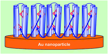 Graphical abstract: Turning the challenge of quantum biology on its head: biological control of quantum optical systems