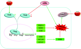 Graphical abstract: Lycopene attenuates AFB1-induced renal injury with the activation of the Nrf2 antioxidant signaling pathway in mice