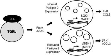 Graphical abstract: Inhibition of perilipin 2 expression reduces pro-inflammatory gene expression and increases lipid droplet size