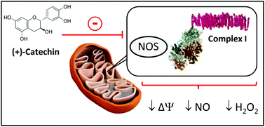 Graphical abstract: (+)-Catechin inhibits heart mitochondrial complex I and nitric oxide synthase: functional consequences on membrane potential and hydrogen peroxide production