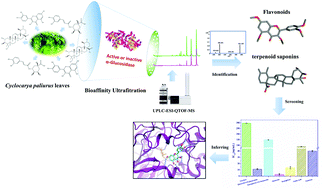Graphical abstract: Identification of α-glucosidase inhibitors from cyclocarya paliurus tea leaves using UF-UPLC-Q/TOF-MS/MS and molecular docking