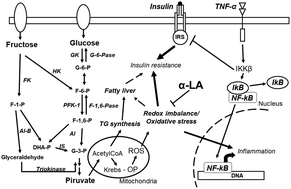 Graphical abstract: Alpha-lipoic acid and its protective role in fructose induced endocrine-metabolic disturbances