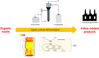 Graphical abstract: Exploiting the real wastewater potential for resource recovery – n-caproate production from acid whey