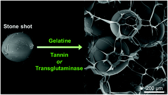 Graphical abstract: Towards greener stone shot and stone wool materials: binder systems based on gelatine modified with tannin or transglutaminase