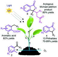 Graphical abstract: Controlled photo-flow oxidative reaction (UV-FOR) platform for ultra-fast phthalide and API synthesis