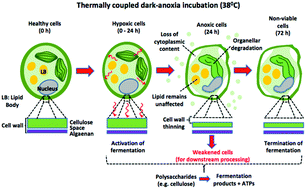 Graphical abstract: Towards sustainable microalgal biomass processing: anaerobic induction of autolytic cell-wall self-ingestion in lipid-rich Nannochloropsis slurries