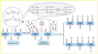 Graphical abstract: Strategy towards one-step preparation of carboxylic cellulose nanocrystals and nanofibrils with high yield, carboxylation and highly stable dispersibility using innocuous citric acid