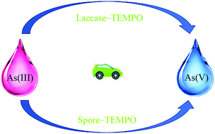 Graphical abstract: Rapid catalytic oxidation of As(iii) to As(v) using a Bacillus spore–2,2,6,6-tetramethylpiperidine-1-oxyl system