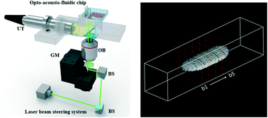 Graphical abstract: Opto-acousto-fluidic microscopy for three-dimensional label-free detection of droplets and cells in microchannels