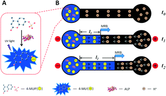 Graphical abstract: iPhone-imaged and cell-powered electrophoresis titration chip for the alkaline phosphatase assay in serum by the moving reaction boundary