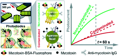 Graphical abstract: Multiplexed microfluidic fluorescence immunoassay with photodiode array signal acquisition for sub-minute and point-of-need detection of mycotoxins