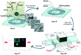 Graphical abstract: Microfluidics-enabled rational design of immunomagnetic nanomaterials and their shape effect on liquid biopsy