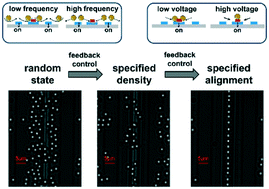 Graphical abstract: Feedback control for defect-free alignment of colloidal particles