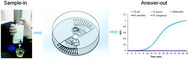 Graphical abstract: Sensitive and rapid detection of pathogenic bacteria from urine samples using multiplex recombinase polymerase amplification