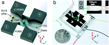 Graphical abstract: 3D cell electrorotation and imaging for measuring multiple cellular biophysical properties