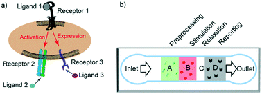Graphical abstract: Microfluidic auto-alignment of protein patterns for dissecting multi-receptor crosstalk in platelets