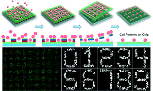 Graphical abstract: Lift-off cell lithography for cell patterning with clean background