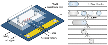 Graphical abstract: In-droplet microparticle washing and enrichment using surface acoustic wave-driven acoustic radiation force