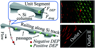 Graphical abstract: Railing cells along 3D microelectrode tracks for continuous-flow dielectrophoretic sorting