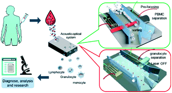 Graphical abstract: Precise label-free leukocyte subpopulation separation using hybrid acoustic-optical chip