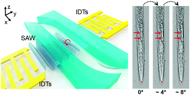Graphical abstract: Surface acoustic waves enable rotational manipulation of Caenorhabditis elegans