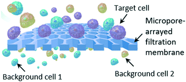 Graphical abstract: A high-throughput liquid biopsy for rapid rare cell separation from large-volume samples