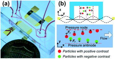 Graphical abstract: Separating extracellular vesicles and lipoproteins via acoustofluidics