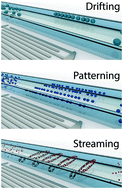 Graphical abstract: The size dependant behaviour of particles driven by a travelling surface acoustic wave (TSAW)