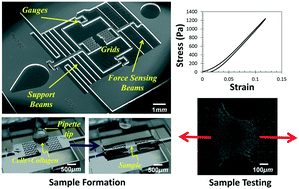 Graphical abstract: A novel technique for in situ uniaxial tests of self-assembled soft biomaterials