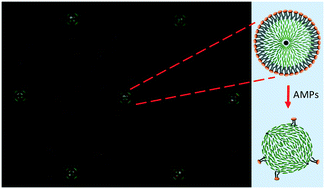 Graphical abstract: Lipid coated liquid crystal droplets for the on-chip detection of antimicrobial peptides