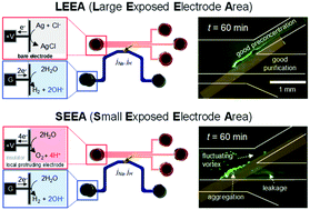 Graphical abstract: Quantifying the pH shift induced by selective anodic electrochemical reactions in the ion concentration polarization phenomenon