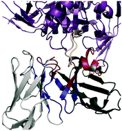 Graphical abstract: Role of antibody heavy and light chain interface residues in affinity maturation of binding to HIV envelope glycoprotein
