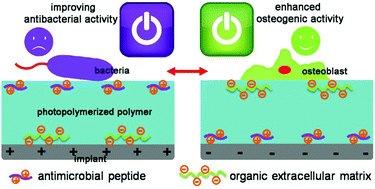 Graphical abstract: Conducting photopolymers on orthopeadic implants having a switch of priority between promoting osteogenic and antibacterial activity