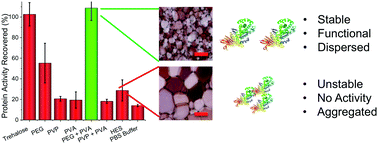 Graphical abstract: Ice-recrystallization inhibiting polymers protect proteins against freeze-stress and enable glycerol-free cryostorage