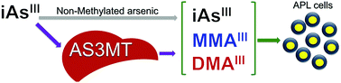 Graphical abstract: Role of arsenic (+3 oxidation state) methyltransferase in arsenic mediated APL treatment: an in vitro investigation