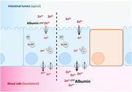 Graphical abstract: The impact of apical and basolateral albumin on intestinal zinc resorption in the Caco-2/HT-29-MTX co-culture model