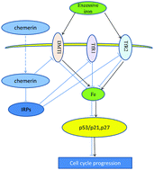 Graphical abstract: The involvement of iron in chemerin induced cell cycle arrest in human hepatic carcinoma SMMC7721 cells