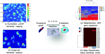 Graphical abstract: Metallome of cerebrovascular endothelial cells infected with Toxoplasma gondii using μ-XRF imaging and inductively coupled plasma mass spectrometry