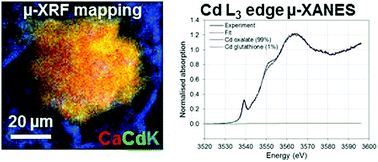 Graphical abstract: Cadmium associates with oxalate in calcium oxalate crystals and competes with calcium for translocation to stems in the cadmium bioindicator Gomphrena claussenii