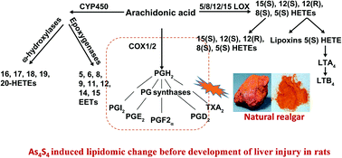 Graphical abstract: Lipidomic profiling of subchronic As4S4 exposure identifies inflammatory mediators as sensitive biomarkers in rats