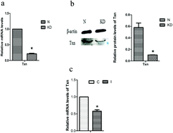 Graphical abstract: Thioredoxin silencing-induced cardiac supercontraction occurs through endoplasmic reticulum stress and calcium overload in chicken