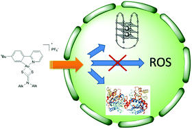 Graphical abstract: Cyclometallated Au(iii) dithiocarbamate complexes: synthesis, anticancer evaluation and mechanistic studies