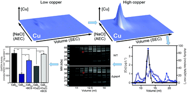 Graphical abstract: Copper stress in Staphylococcus aureus leads to adaptive changes in central carbon metabolism