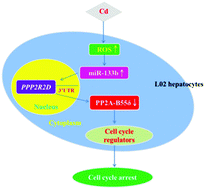 Graphical abstract: Retracted Article: Cd induces G2/M cell cycle arrest by up-regulating miR-133b via directly targeting PPP2R2D in L02 hepatocytes