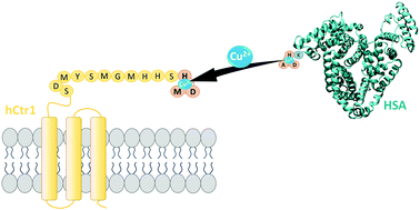 Graphical abstract: The N-terminal 14-mer model peptide of human Ctr1 can collect Cu(ii) from albumin. Implications for copper uptake by Ctr1