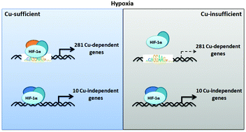 Graphical abstract: Copper affects the binding of HIF-1α to the critical motifs of its target genes