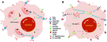 Graphical abstract: Regulation of macrophage iron homeostasis is associated with the localization of bacteria