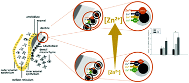 Graphical abstract: The presence and response to Zn of ZnT family mRNAs in human dental pulp